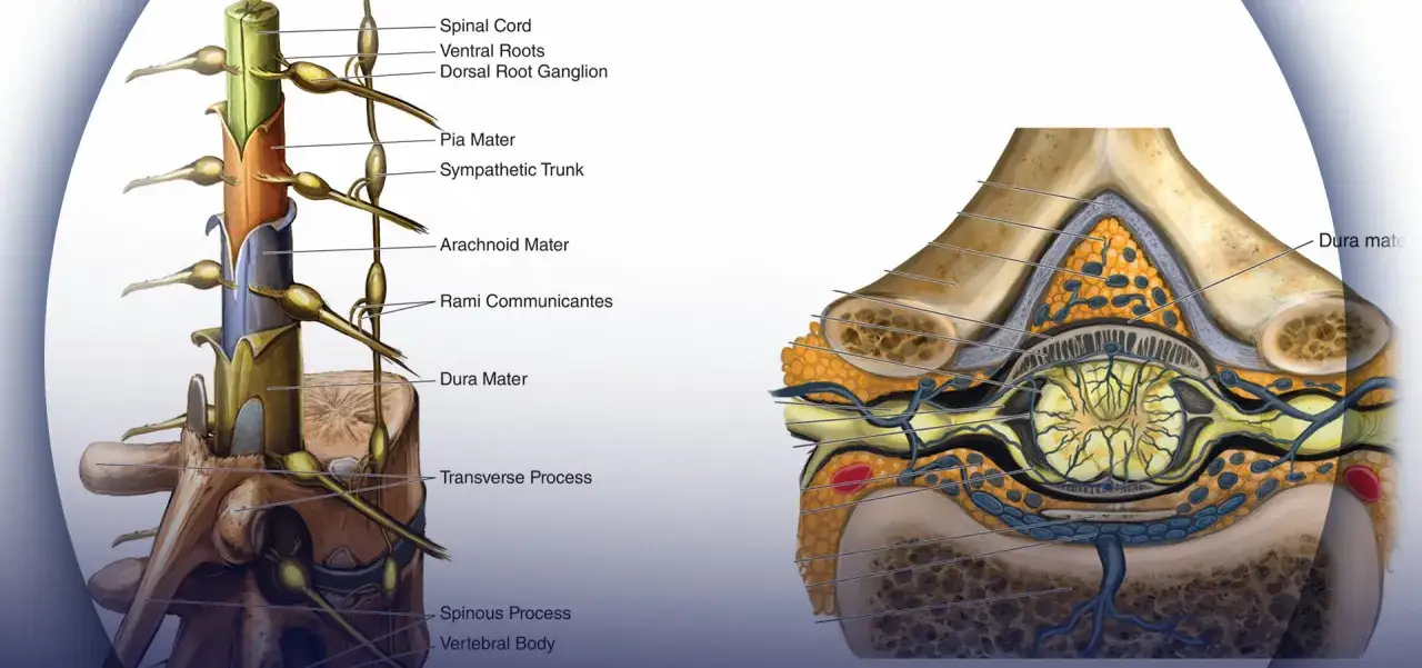 Ilustraci&oacute;n de la m&eacute;dula espinal y nervios cervicales, mostrando estructuras como la dura madre, ganglios y ra&iacute;ces nerviosas, relevante para entender la espondilosis cervical.