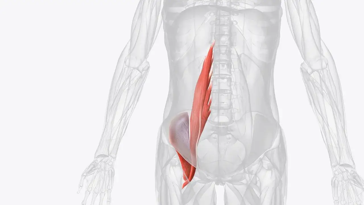 Anatomía humana: el psoas musculo, resaltado en rojo, se extiende desde la columna vertebral hasta el fémur.
