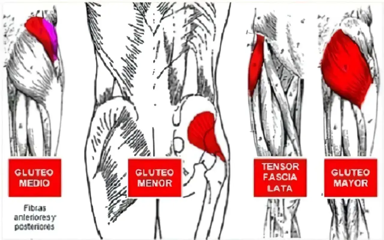 Ilustraci&oacute;n anat&oacute;mica de los gl&uacute;teos y tensor de la fascia lata, destacando los flexores y extensores de cadera.