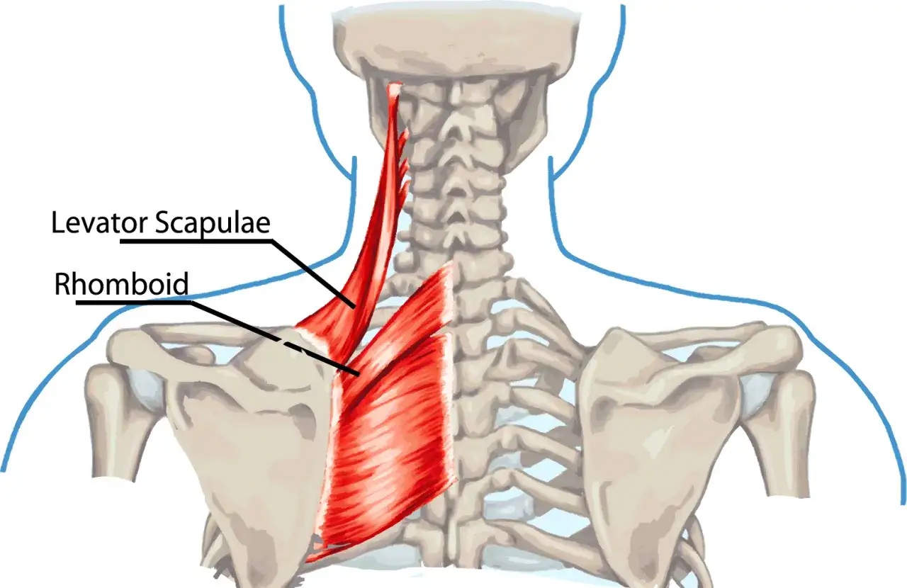 Ilustraci&oacute;n de los m&uacute;sculos escalenos y romboides en la parte superior de la espalda y el cuello.