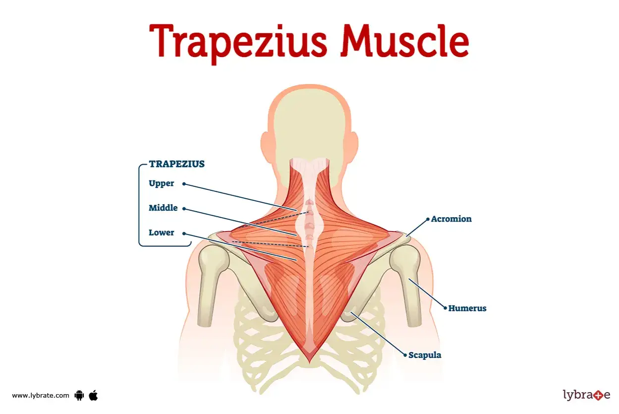 Anatomía del trapecio musculo, mostrando sus porciones superior, media e inferior, junto con la escápula y el húmero.