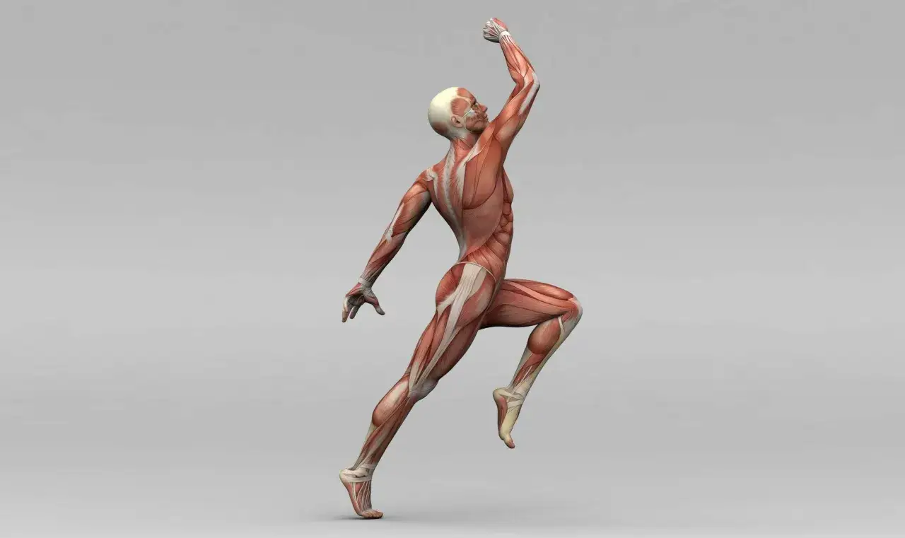 Anatom&iacute;a de un corredor mostrando los tipos de fascia y m&uacute;sculos en movimiento.