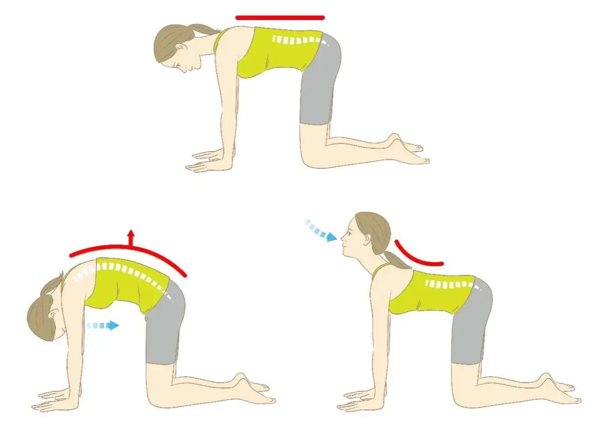 Ilustraciones de ejercicios de yoga para mejorar la postura. Se puede corregir la escoliosis en adultos con movimientos de gato-vaca.