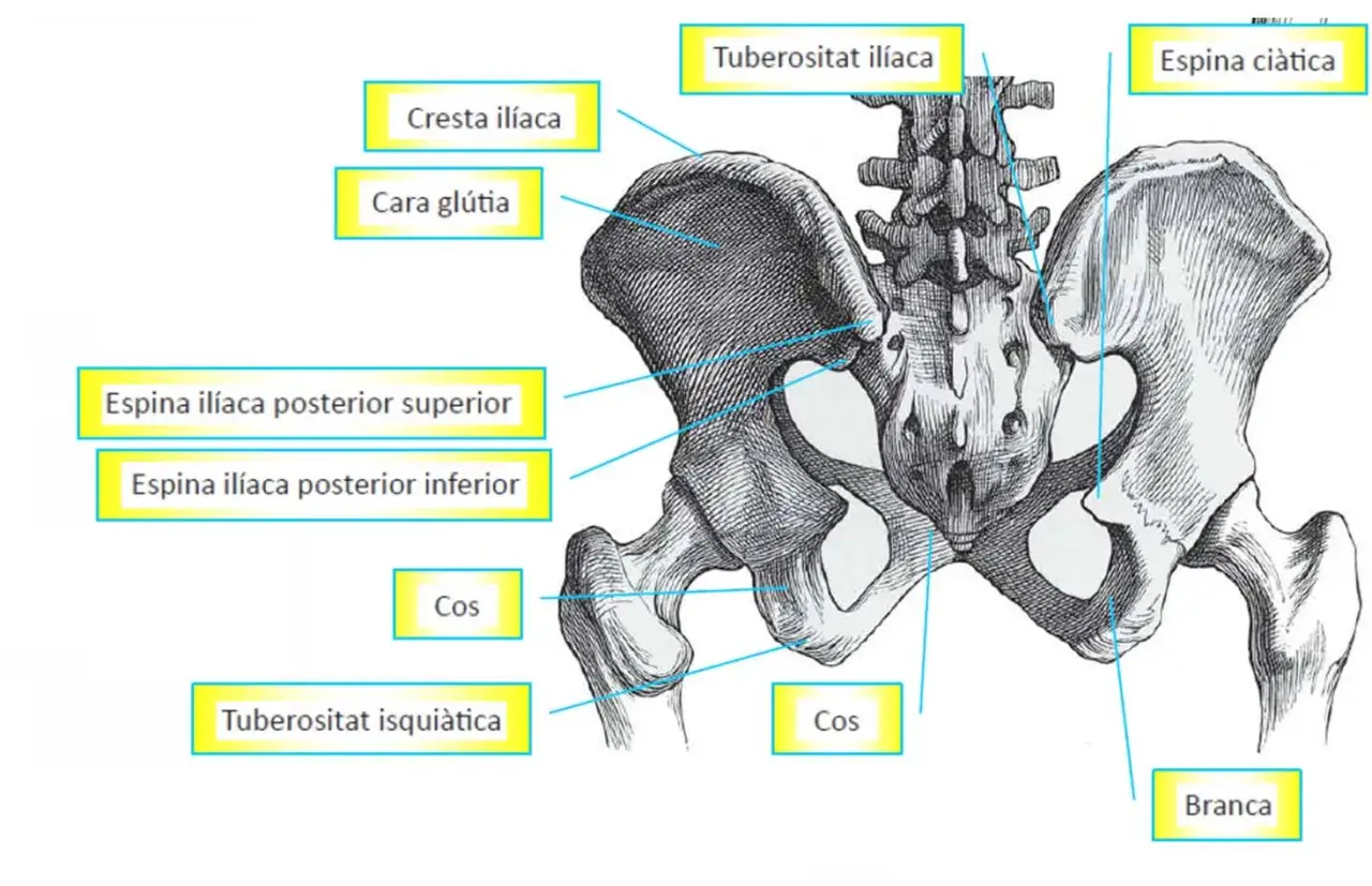 Anatomía de la pelvis humana, mostrando la cresta ilíaca y la tuberosidad isquiática, partes del cual es el músculo más grande del cuerpo humano.