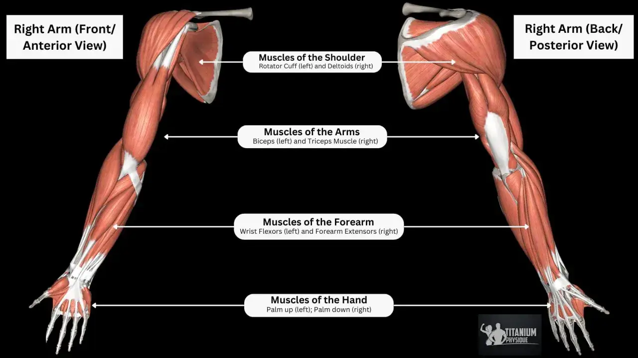 Vista anterior y posterior del brazo derecho, mostrando los músculos del hombro, los músculos bíceps y tríceps, antebrazo y mano.